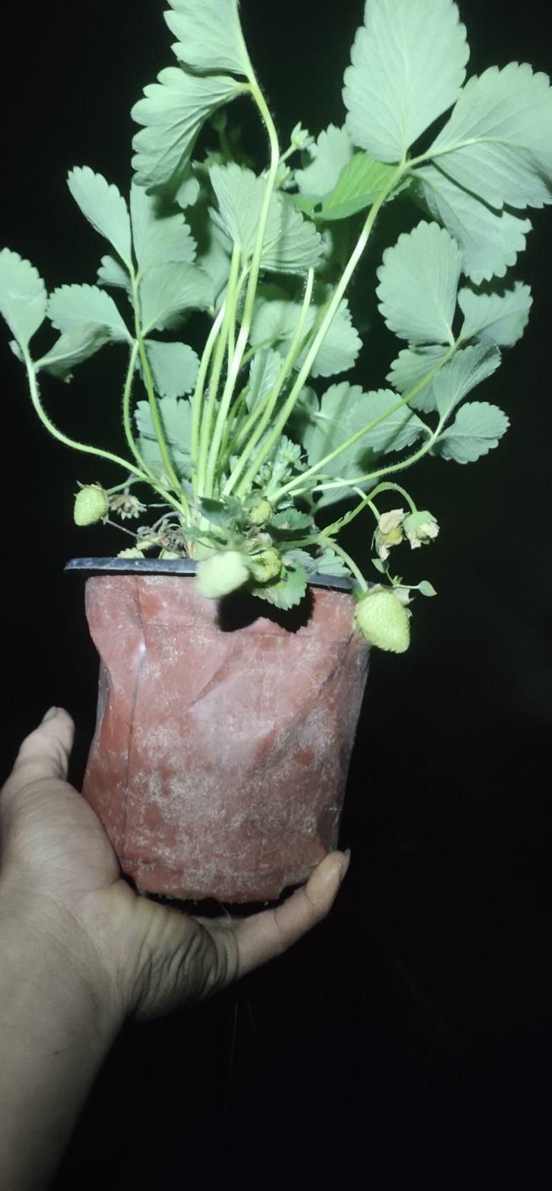 盆栽草莓带花带果本地销售