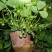 盆栽草莓带花带果本地销售