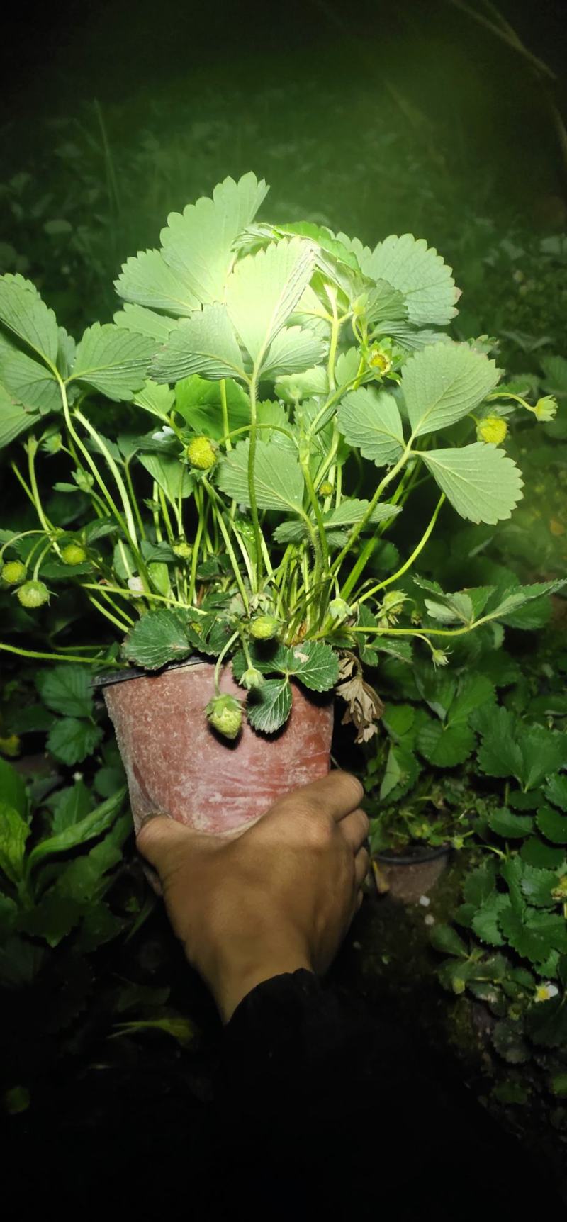 盆栽草莓带花带果本地销售