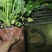 盆栽草莓带花带果本地销售