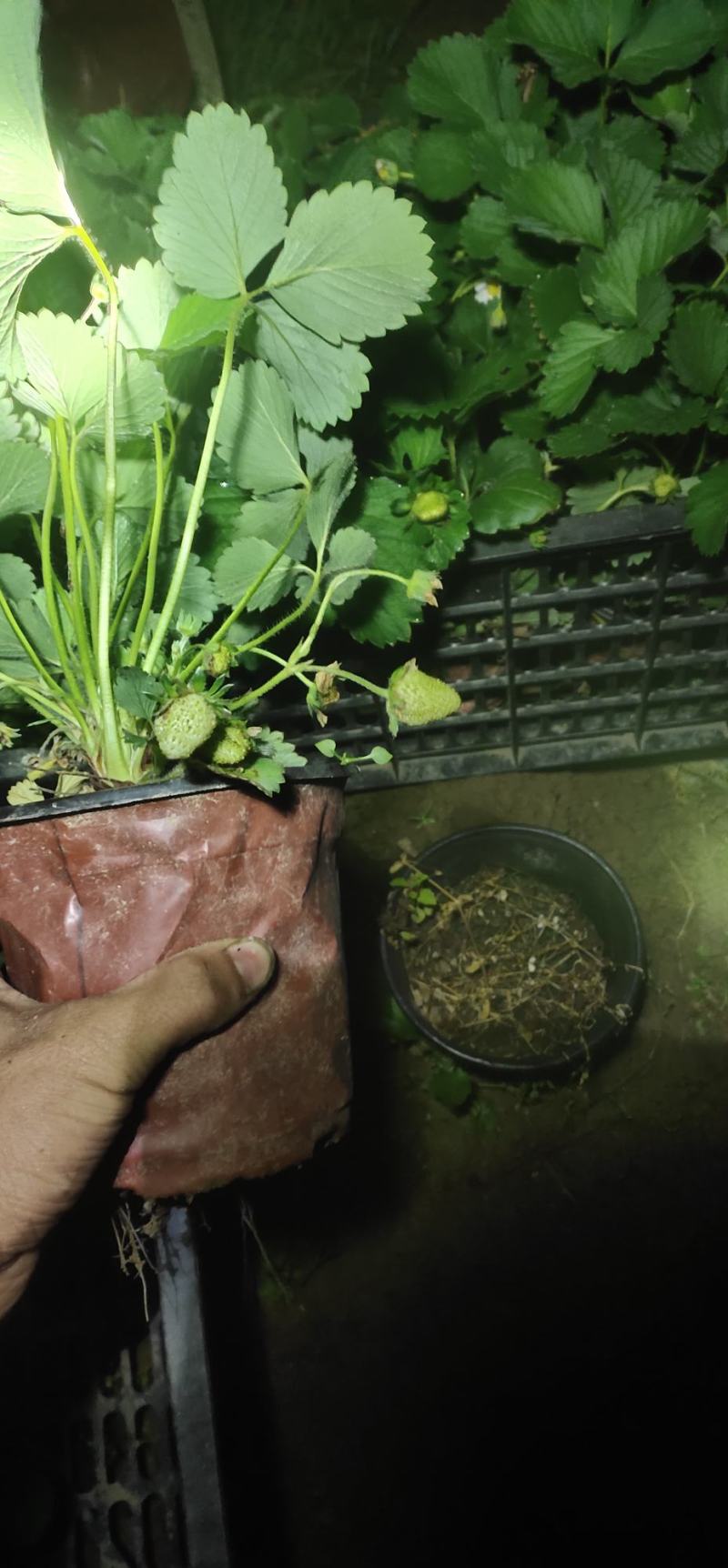 盆栽草莓带花带果本地销售