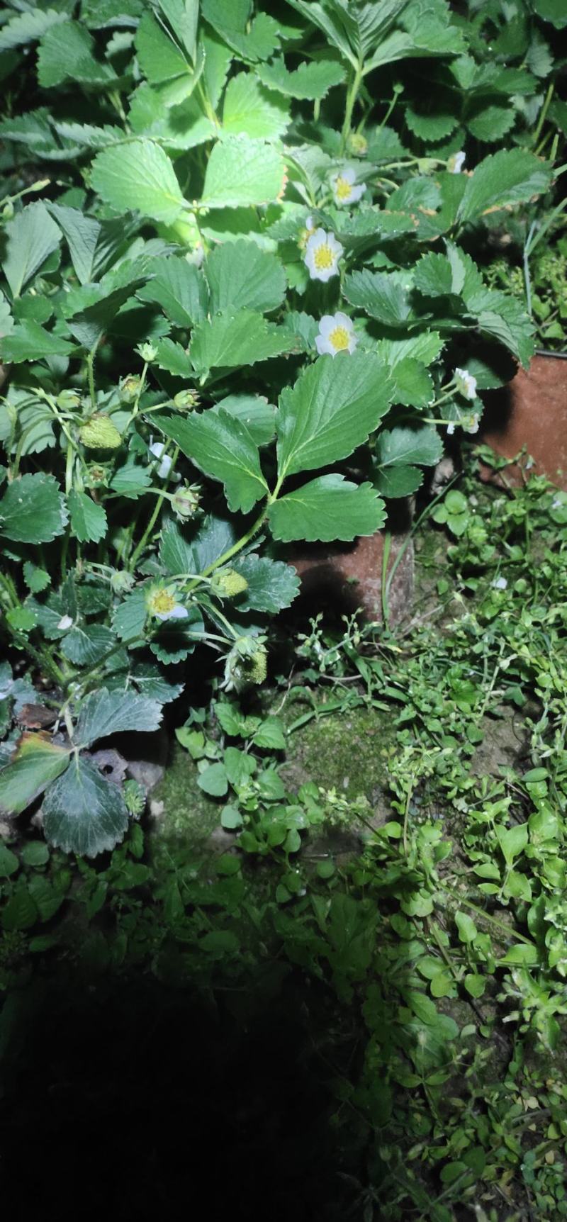 盆栽草莓带花带果本地销售