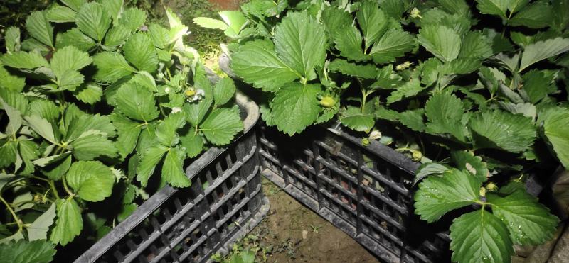 盆栽草莓带花带果本地销售