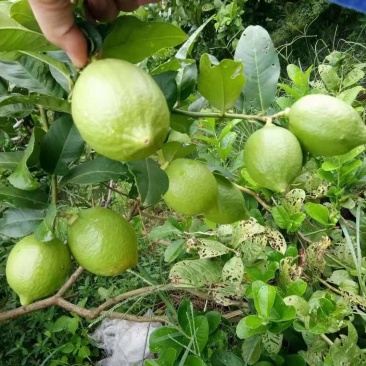 无籽香水柠檬