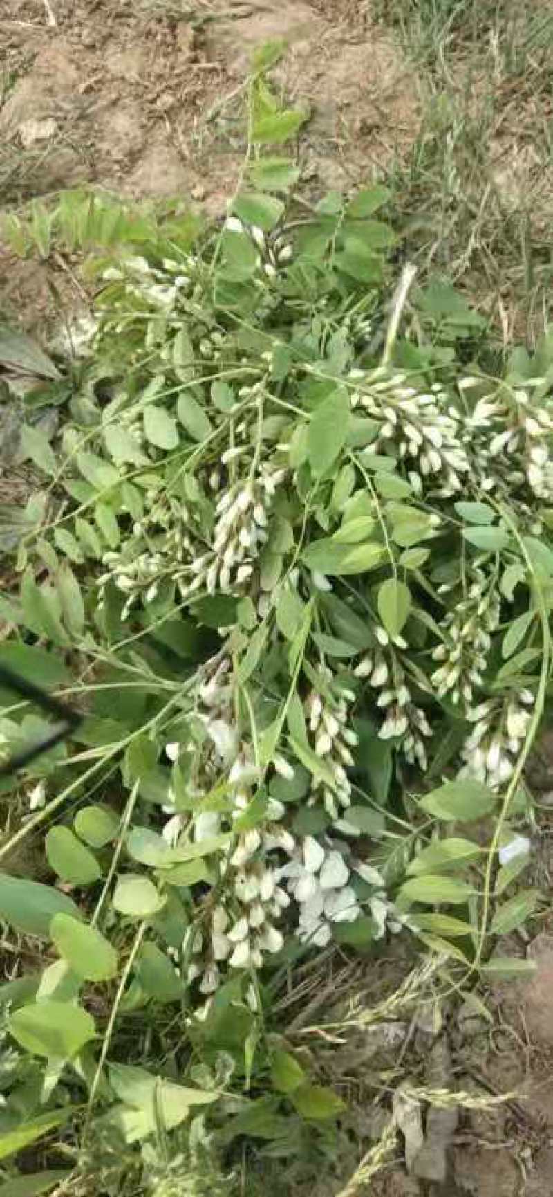 河南三门峡洋槐花