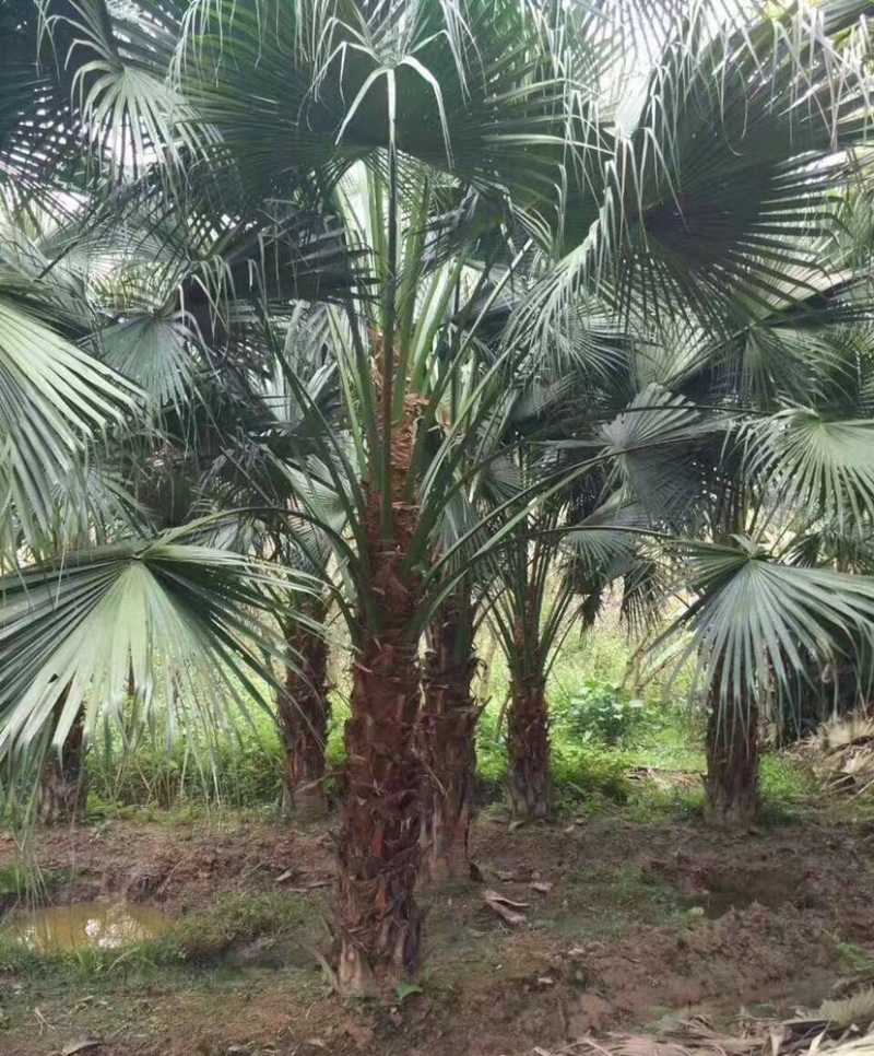 蒲葵杆高4-5米胸径20-30公分漳州蒲葵种植基地苗农