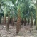 蒲葵杆高4-5米胸径20-30公分漳州蒲葵种植基地苗农