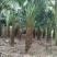 蒲葵杆高4-5米胸径20-30公分漳州蒲葵种植基地苗农
