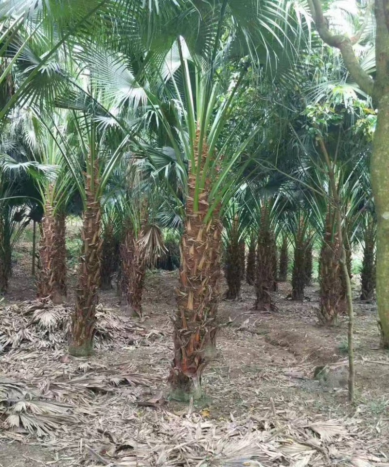 蒲葵杆高4-5米胸径20-30公分漳州蒲葵种植基地苗农