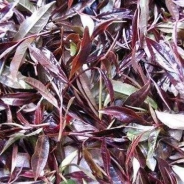 【紫鹃普洱精品茶】茶源地:普洱、十年荒山头春头采
