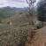 【紫鹃普洱精品茶】茶源地:普洱、十年荒山头春头采