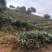 【紫鹃普洱精品茶】茶源地:普洱、十年荒山头春头采
