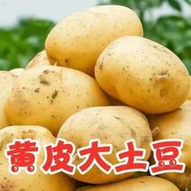 黄心土豆产地直供，地头直接包装