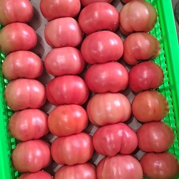 自贡硬粉西红柿大量上市。今年果型好。质量有保证。