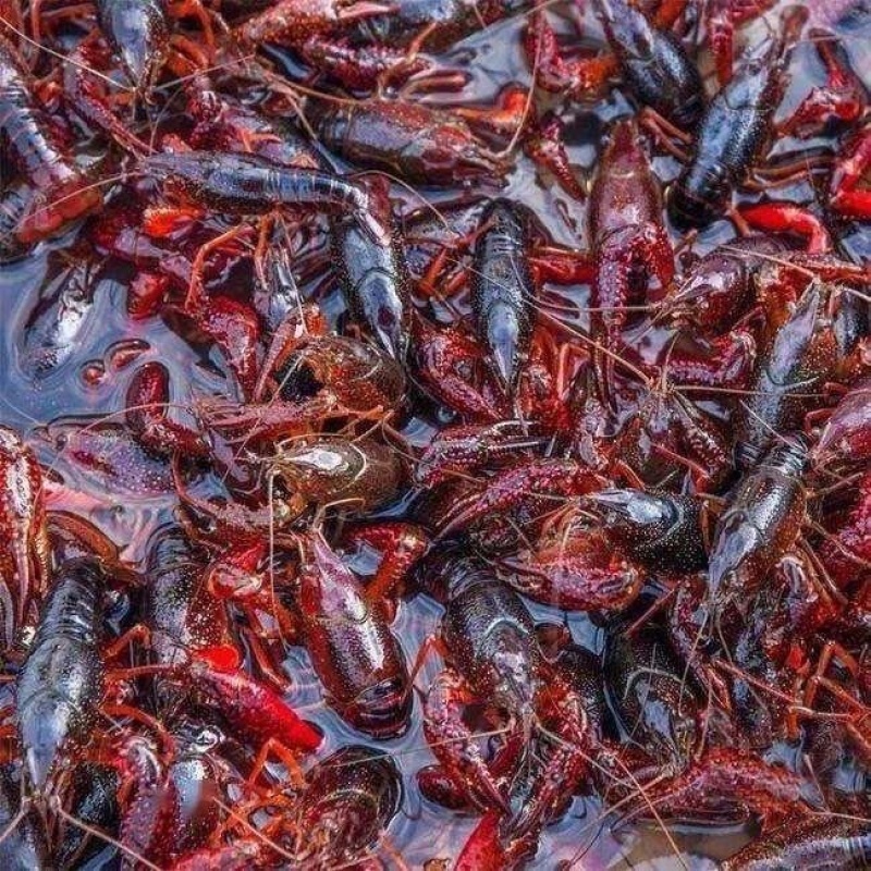 潜江小龙虾