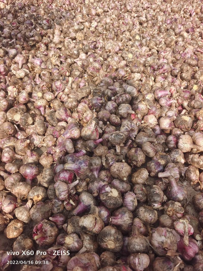 云南新鲜紫皮白蒜，大量上市，量大从优，有意者请致电