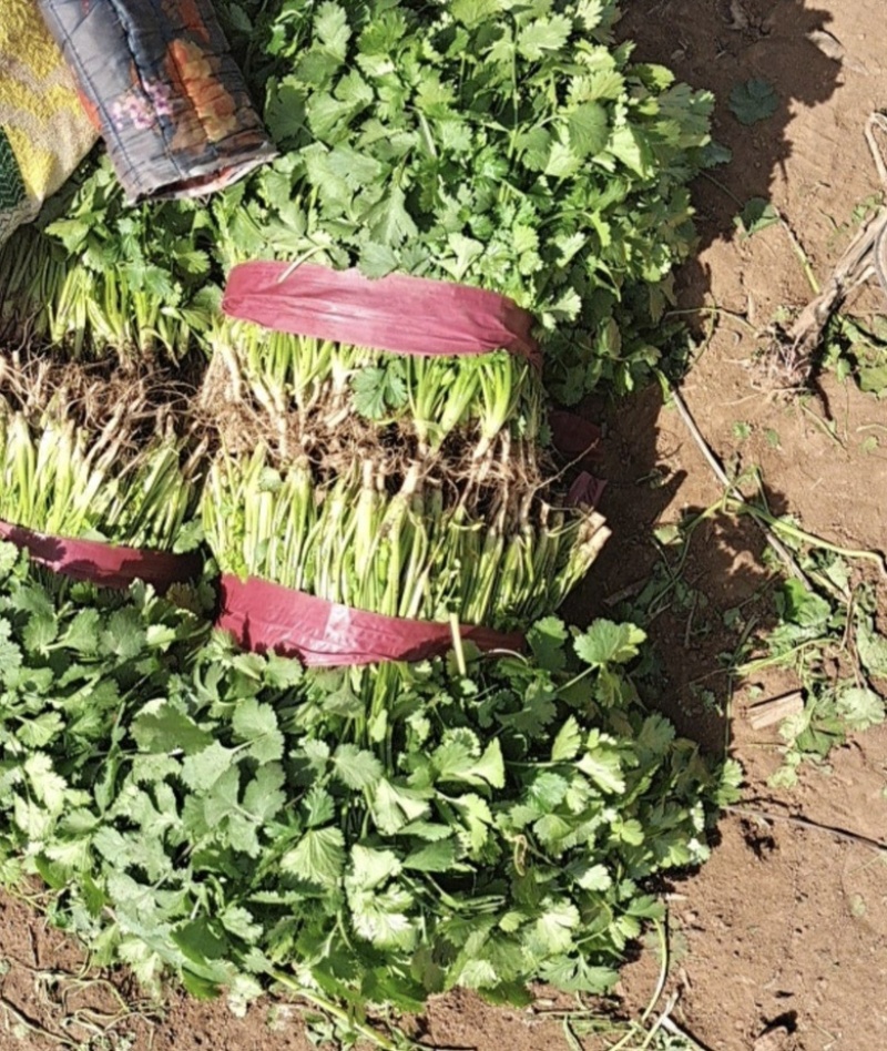 大量上市精品香菜欢迎客商前来大叶香菜品质保证