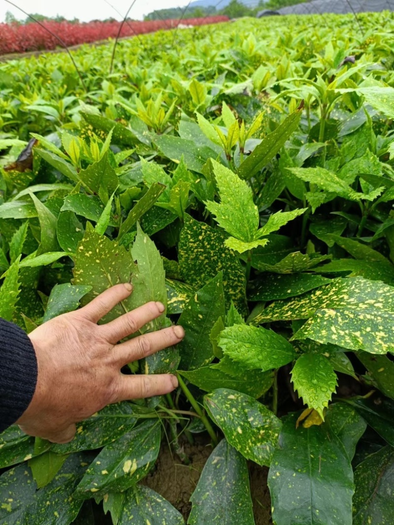基地现大量供应洒金珊瑚桃叶珊瑚小苗，欢迎实地考察选购