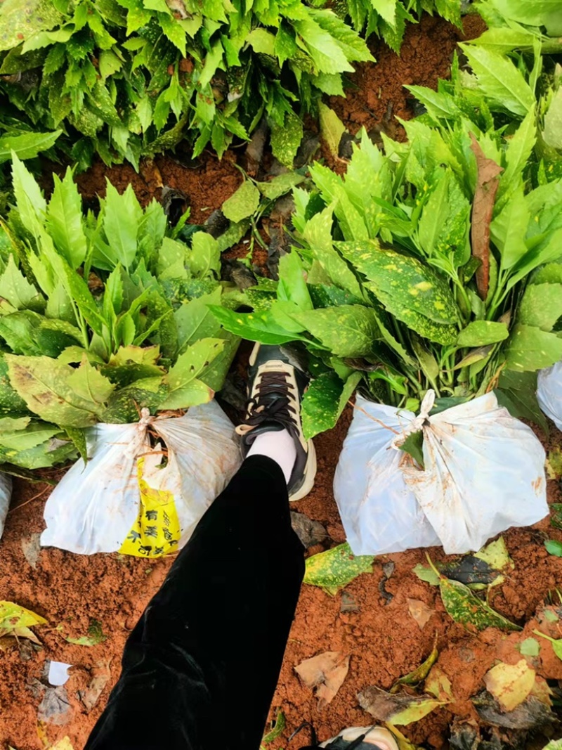 基地现大量供应洒金珊瑚桃叶珊瑚小苗，欢迎实地考察选购
