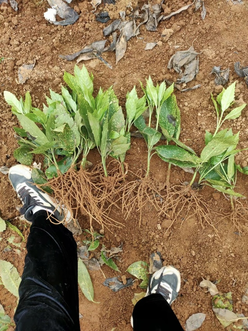 基地现大量供应洒金珊瑚桃叶珊瑚小苗，欢迎实地考察选购