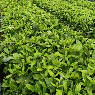 基地现大量供应洒金珊瑚桃叶珊瑚小苗，欢迎实地考察选购