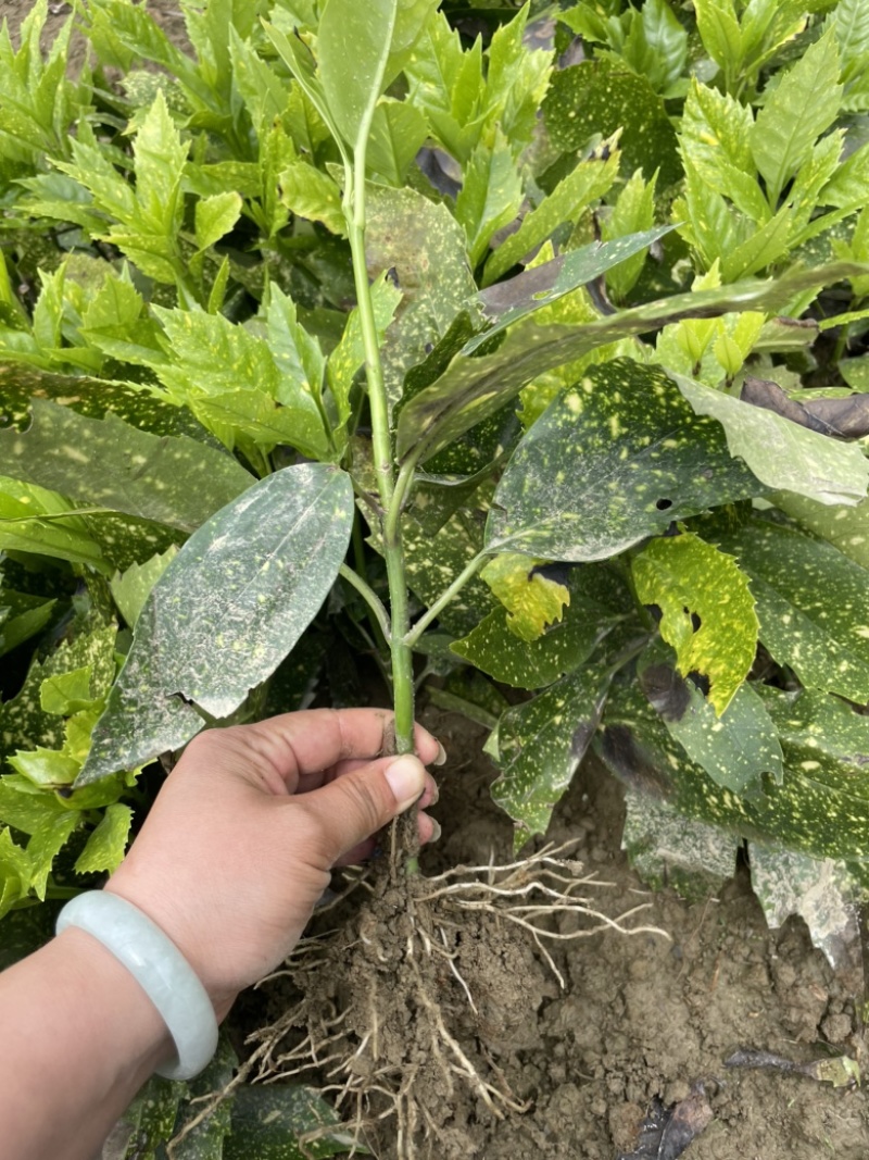 基地现大量供应洒金珊瑚桃叶珊瑚小苗，欢迎实地考察选购