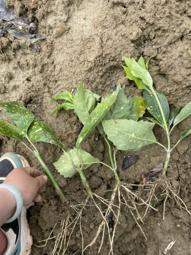 基地现大量供应洒金珊瑚桃叶珊瑚小苗，欢迎实地考察选购