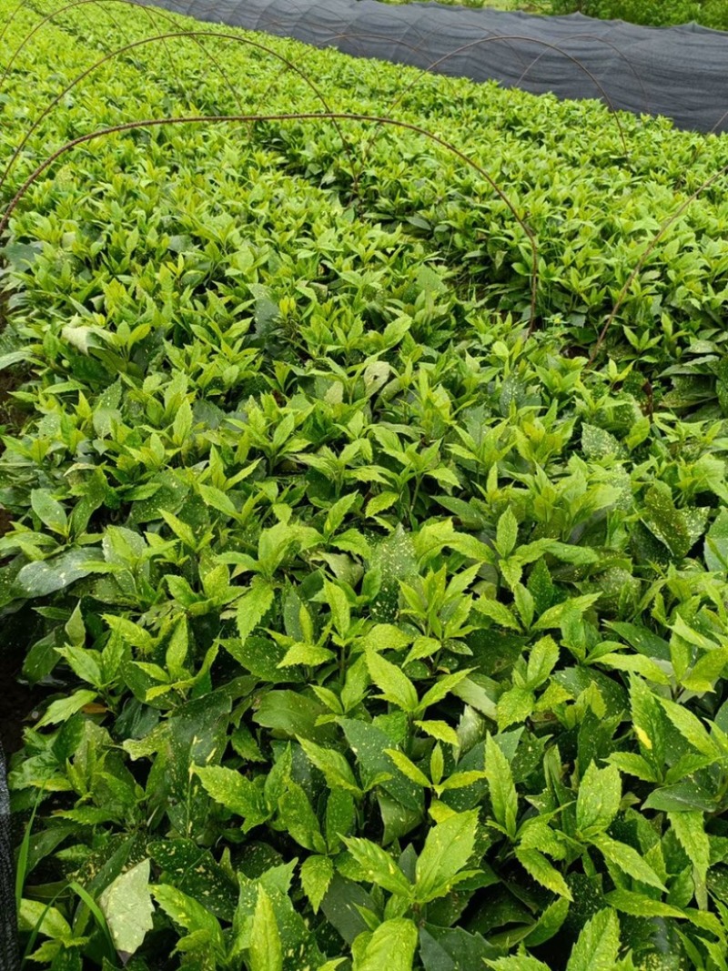 基地现大量供应洒金珊瑚桃叶珊瑚小苗，欢迎实地考察选购