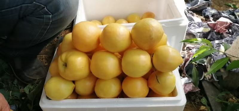 秦皇岛卢龙县精品大棚黄油大量上市欢迎各位采购商