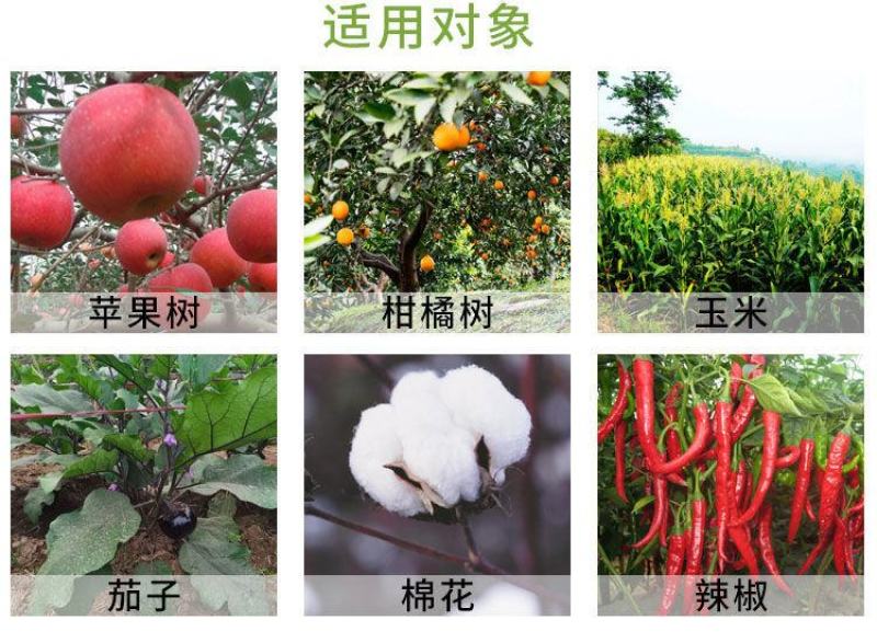 红蜘蛛，白蜘蛛专用杀虫剂，阿维哒螨灵，杀螨剂蚜虫月季小麦