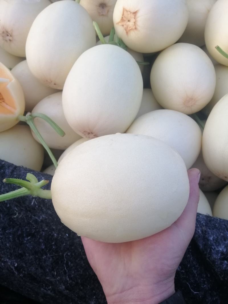 红金蜜甜瓜，山东莘县燕店产区大量上市中，白皮红肉！口感脆