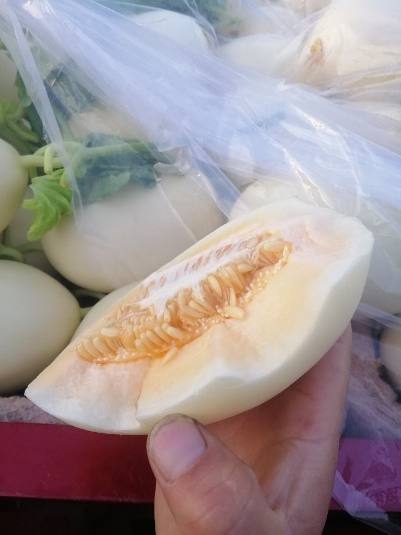 红金蜜甜瓜，山东莘县燕店产区大量上市中，白皮红肉！口感脆