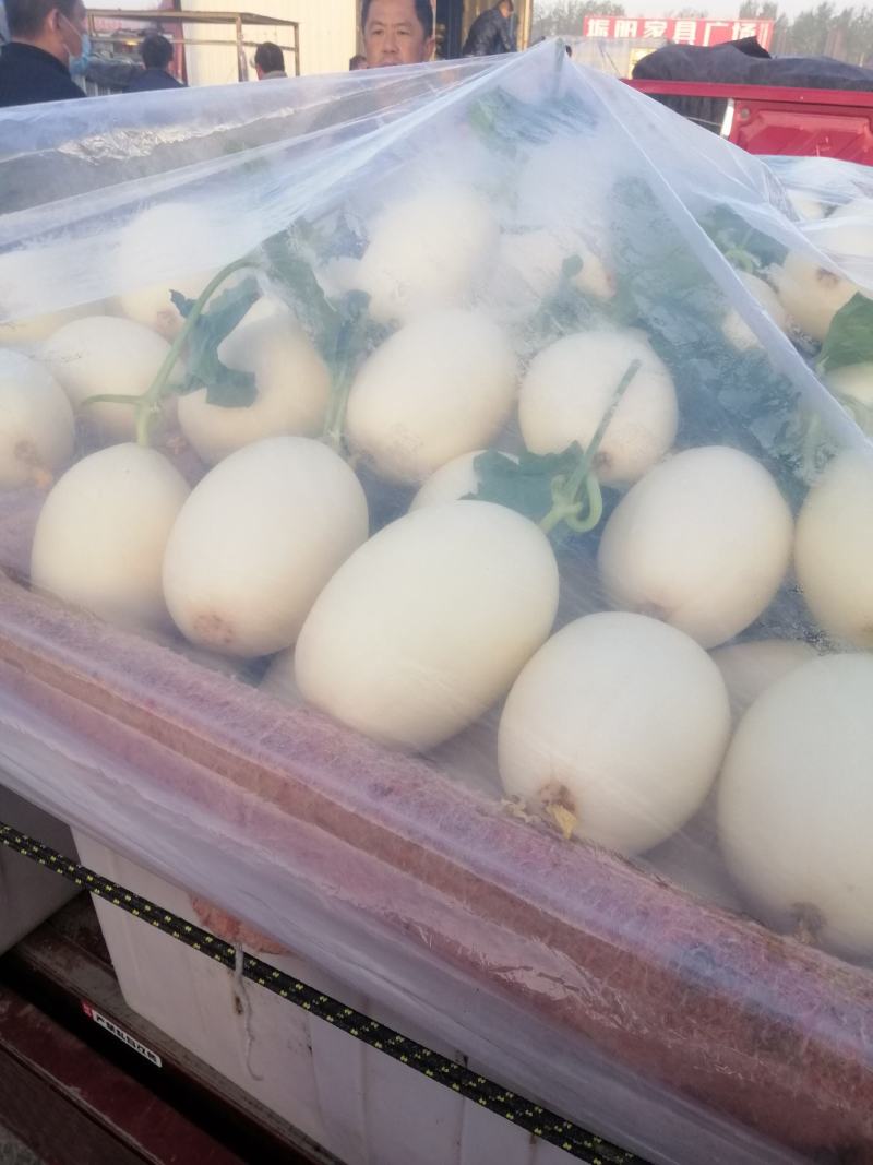 红金蜜甜瓜，山东莘县燕店产区大量上市中，白皮红肉！口感脆