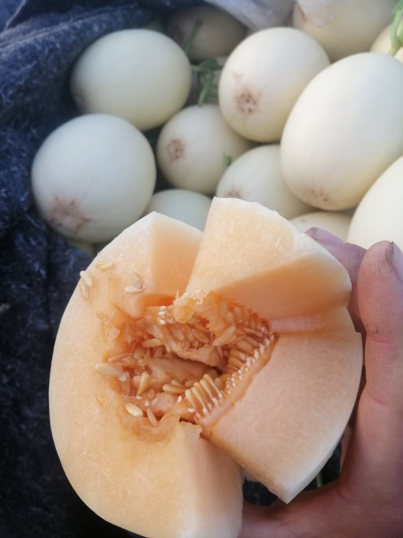 红金蜜甜瓜，山东莘县燕店产区大量上市中，白皮红肉！口感脆