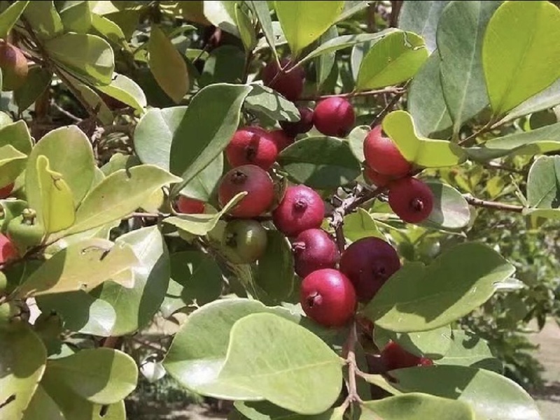 草莓味番石榴苗红皮番石榴苗2年苗包邮包活