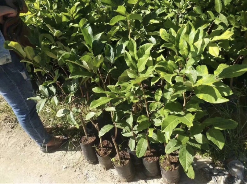 草莓味番石榴苗红皮番石榴苗2年苗包邮包活