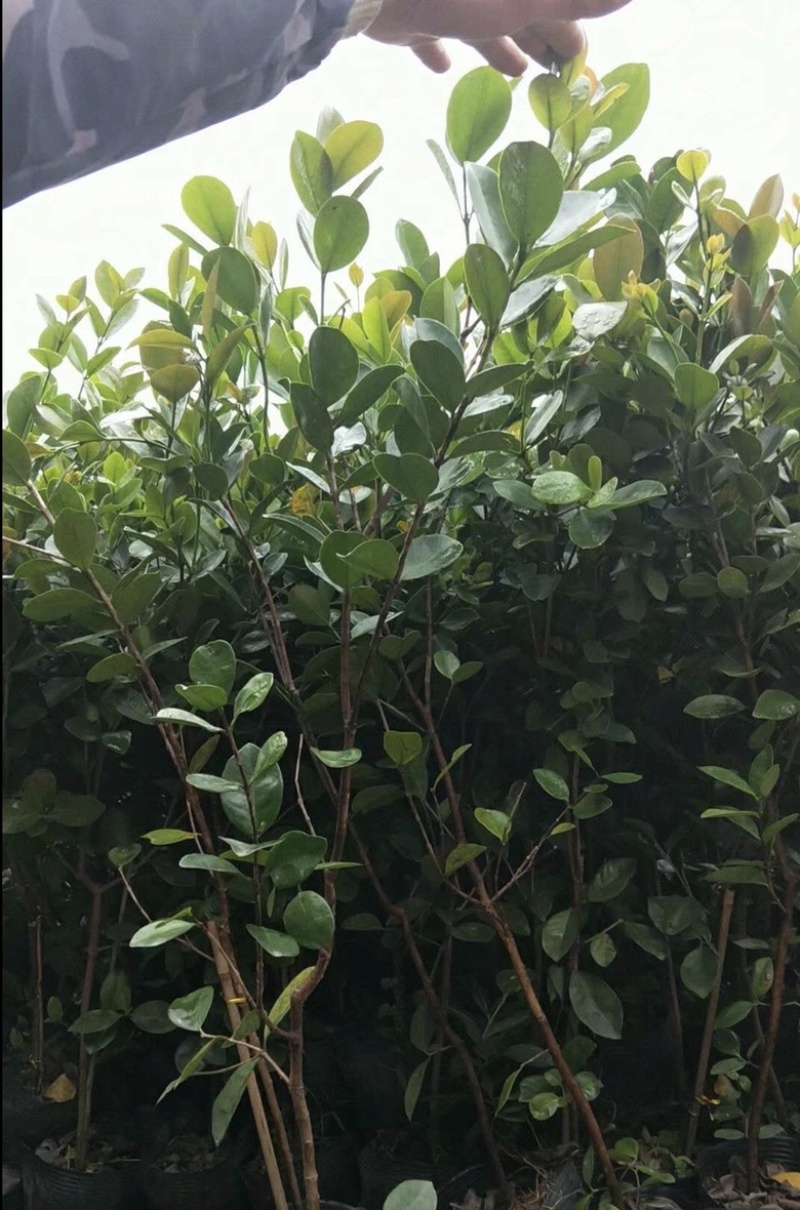 草莓味番石榴苗红皮番石榴苗2年苗包邮包活