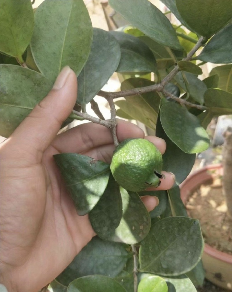 草莓味番石榴苗红皮番石榴苗2年苗包邮包活
