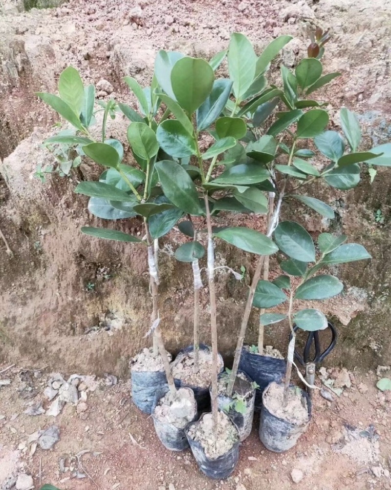 草莓味番石榴苗红皮番石榴苗2年苗包邮包活