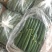 鲜花短丝瓜，油量肉丝瓜！！！瓦窑徐州新沂
