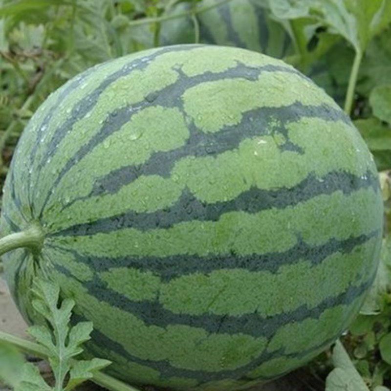 【好货推荐】甜王西瓜山东大棚甜王西瓜，皮薄肉多汁甜