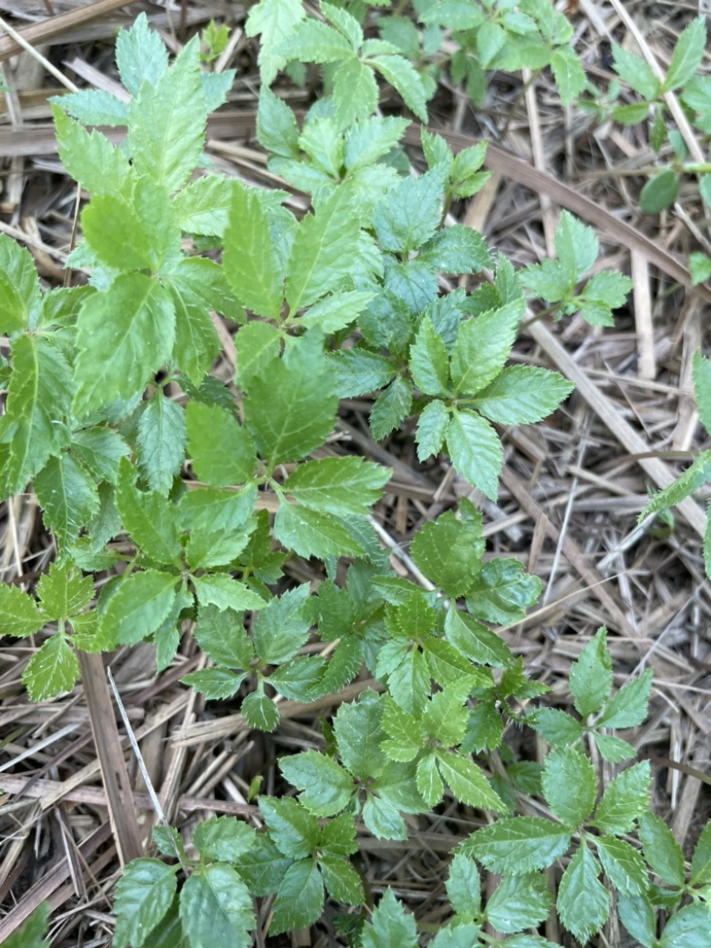 竹节参种苗，一年苗，药典品种，露天育苗易成活