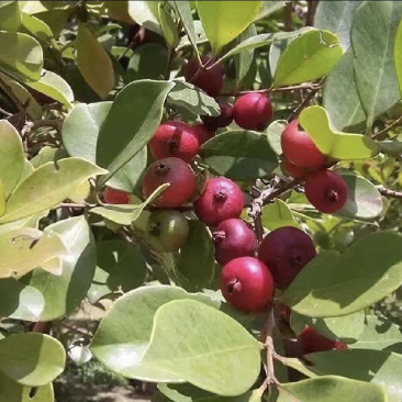 草莓味番石榴苗红皮番石榴苗2年苗包邮包活