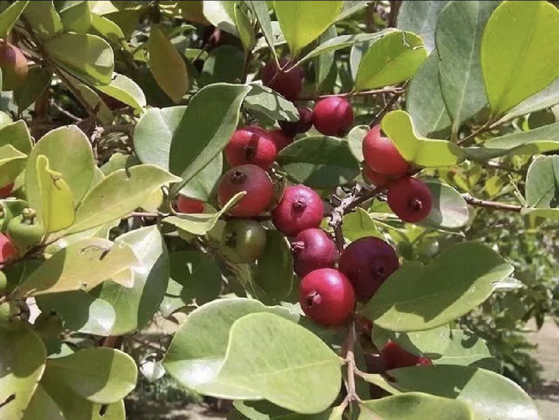 草莓味番石榴苗红皮番石榴苗2年苗包邮包活