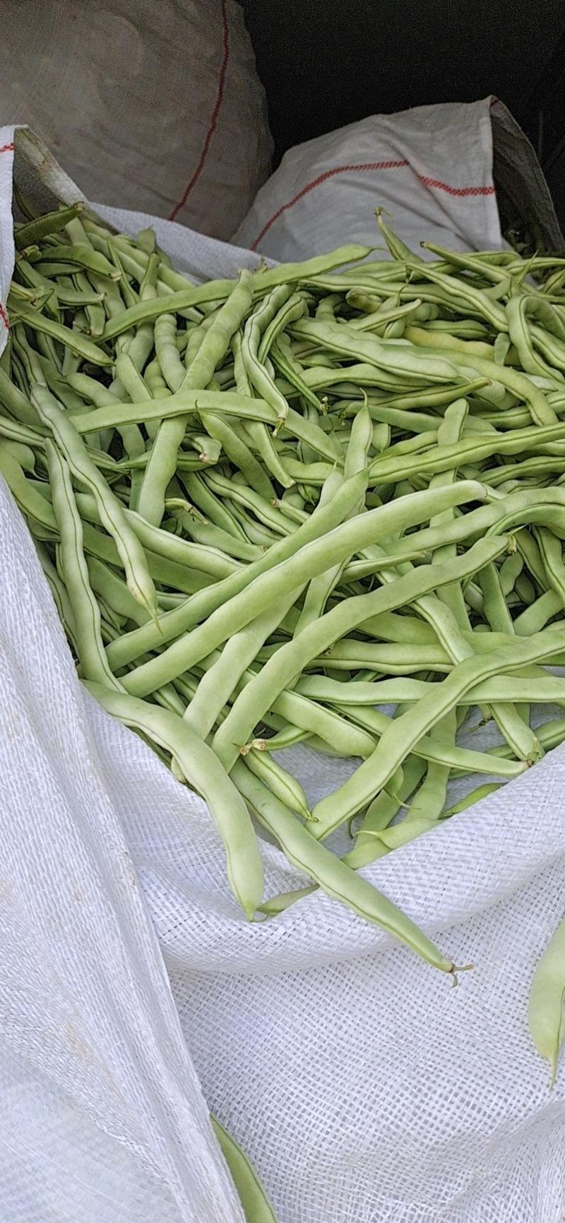 白不老豆角，成武县蔬菜产地，提供包装，分拣，运输服务