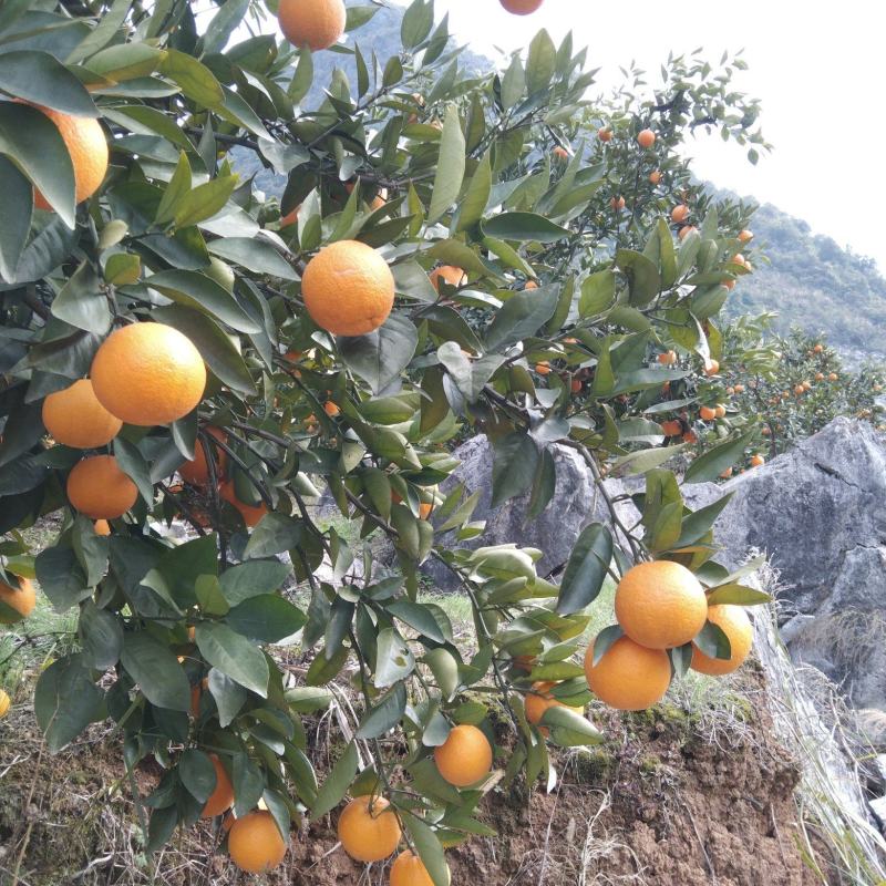 夏橙，桂夏，皮细，多肉，多汁，大个，橙子，甜度高，……