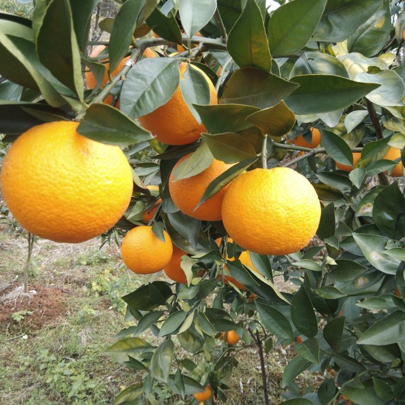 夏橙，桂夏，皮细，多肉，多汁，大个，橙子，甜度高，……
