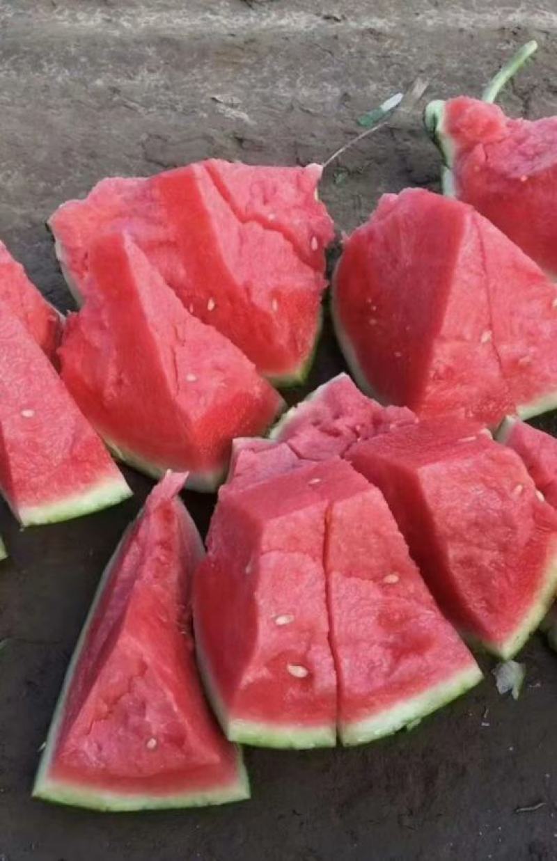 中国西瓜之乡夏邑县夏邑县8424西瓜开启预售