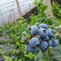 蓝莓大果小果规格齐全，大量上市，全国发货