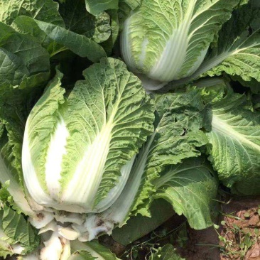散装黄心白菜走车价0.15元